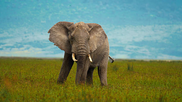 2 Days Tarangire & Ngorongoro